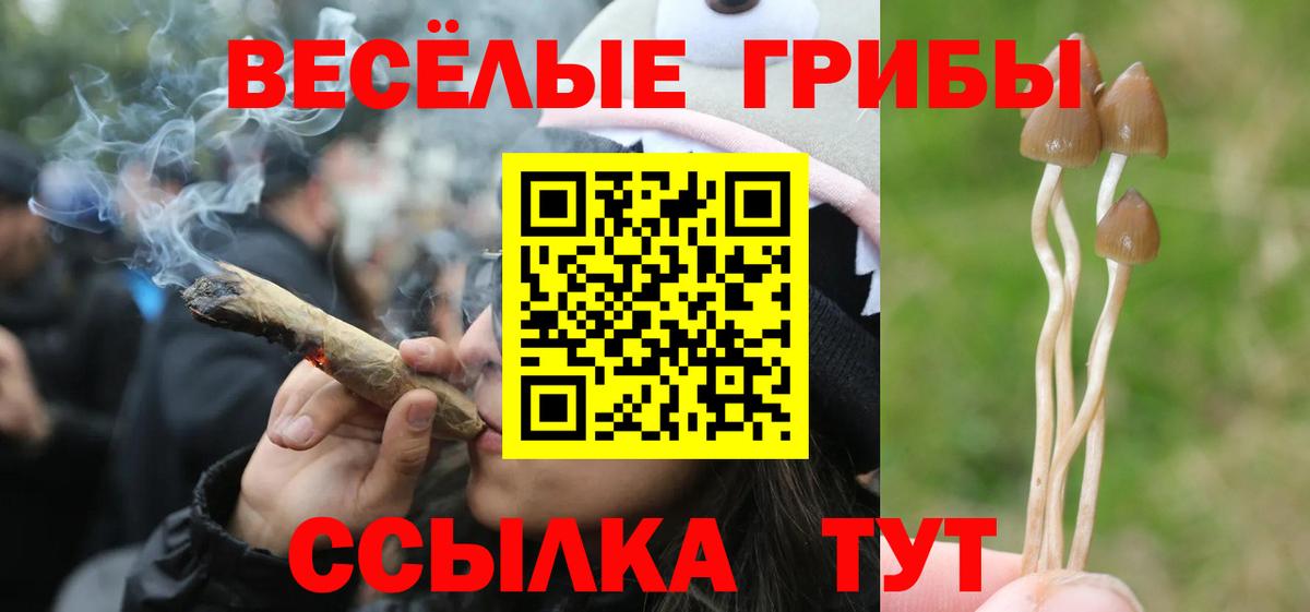 Псилоцибиновые грибы Psilocybine cubensis  Кирово-Чепецк 